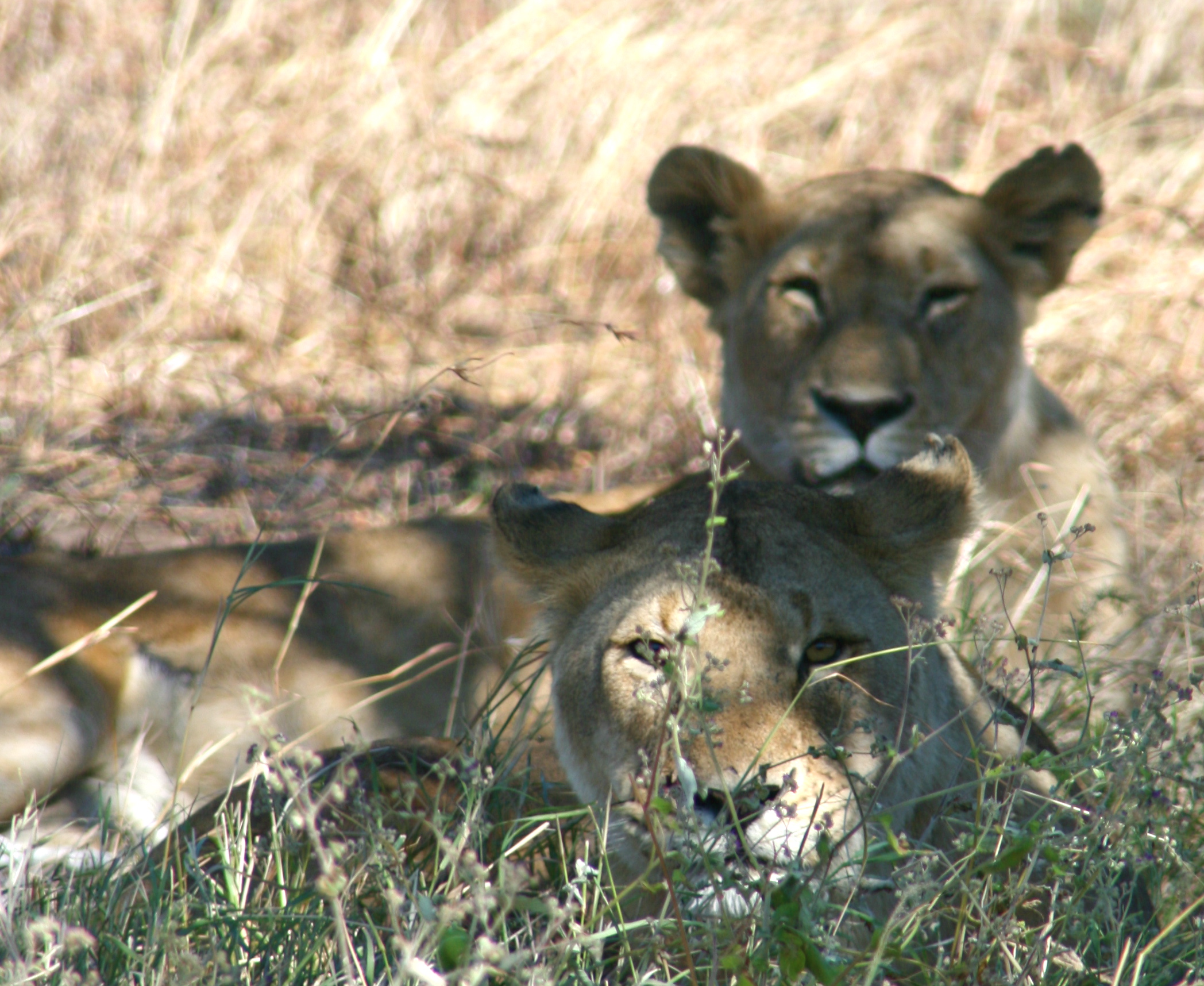 Serengeti, Tanzania