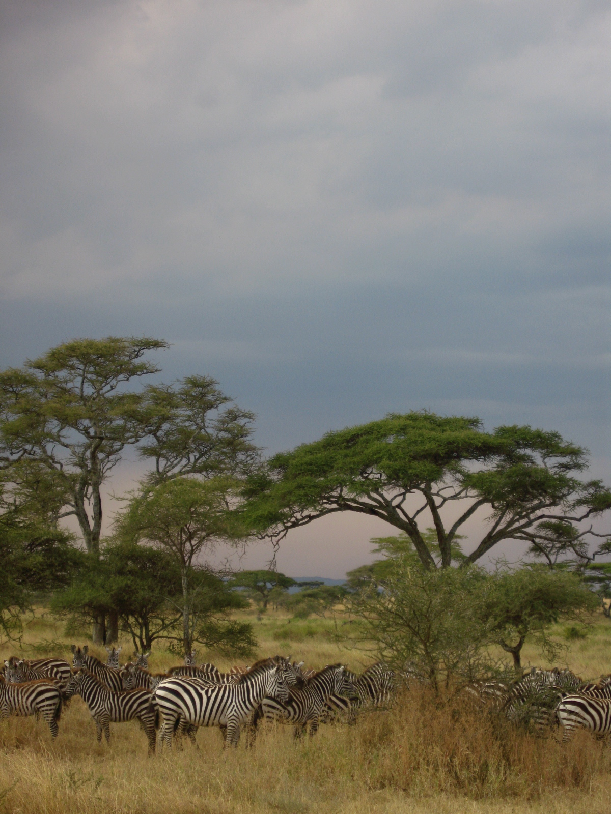 Serengeti, Tanzania