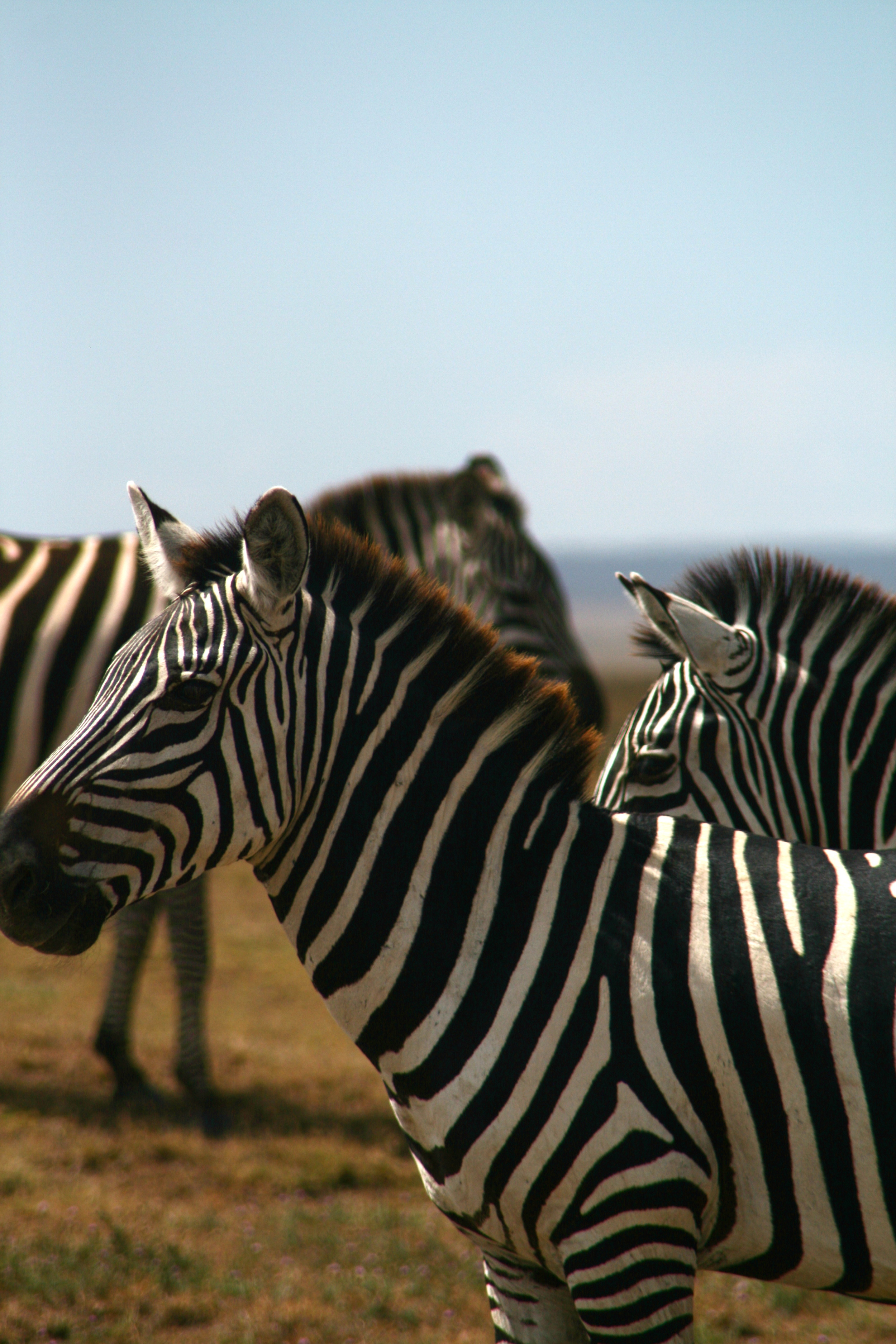 Ngorongoro crater, Tanzania