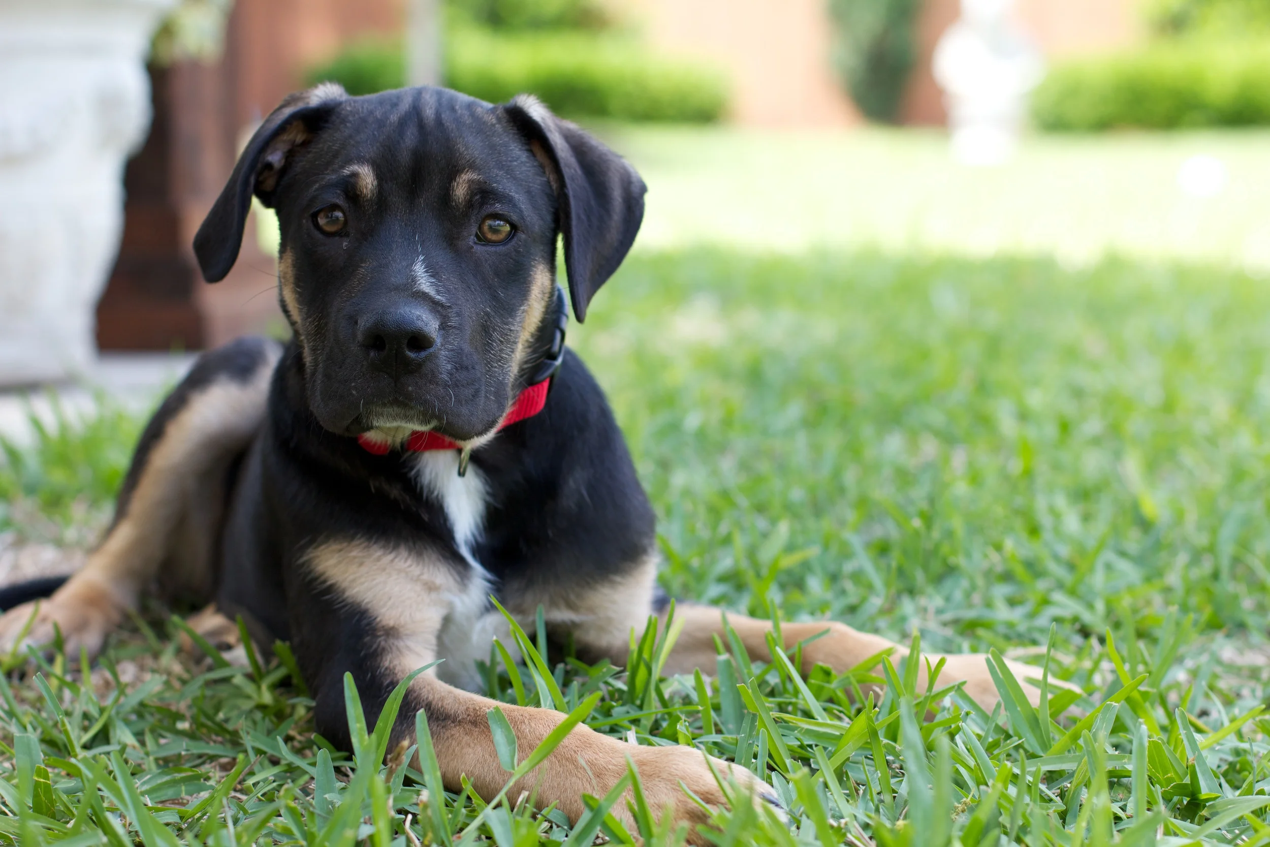Samuell took a break from playing with Sadie, the older dog, in Sandra's backyard. #unedited 