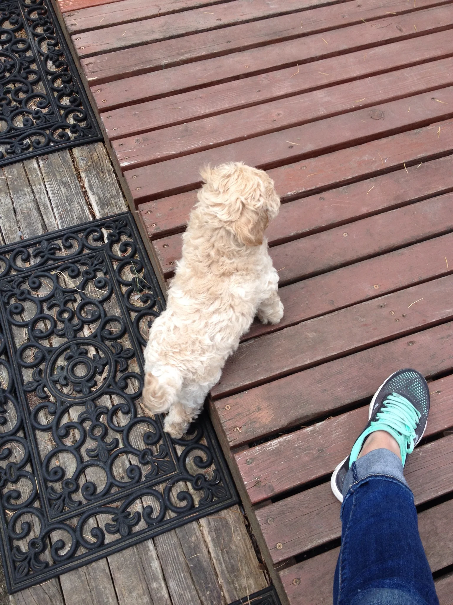 My folks got a new baby. A labradoodle named Banjo.