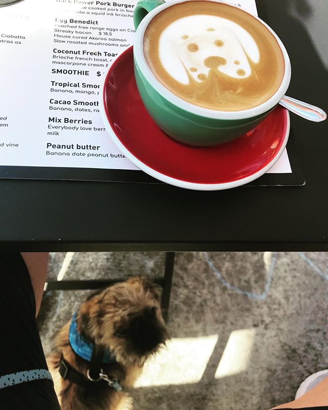 It&rsquo;s the small things! Mans best friends; doggie &amp; coffee. #coffee #latteeart #barista #dog #dogsofinstagram #cafe #bodhi #dogslife #pugxtibetanspaniel #griffons