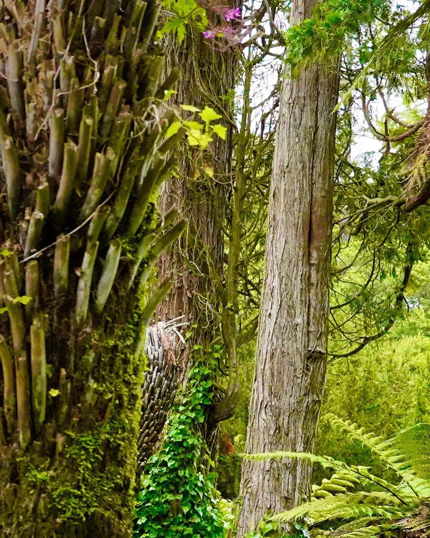 GROVE &mdash; Find a moment of peace and magic centered in this lush fern grove.

#meditation #peace #mindfulness #fern #360 #3d360 #8k #vr #vroutdoors #fern #metaquest #oculus