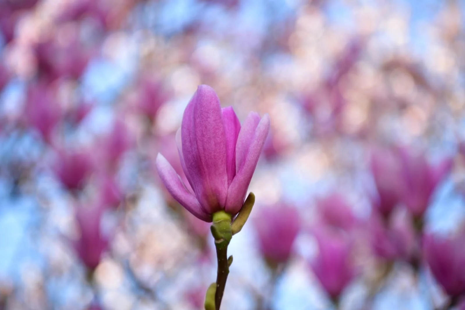 WhatsApp Image 2022-04-09 at 10.41.04 AM.jpeg