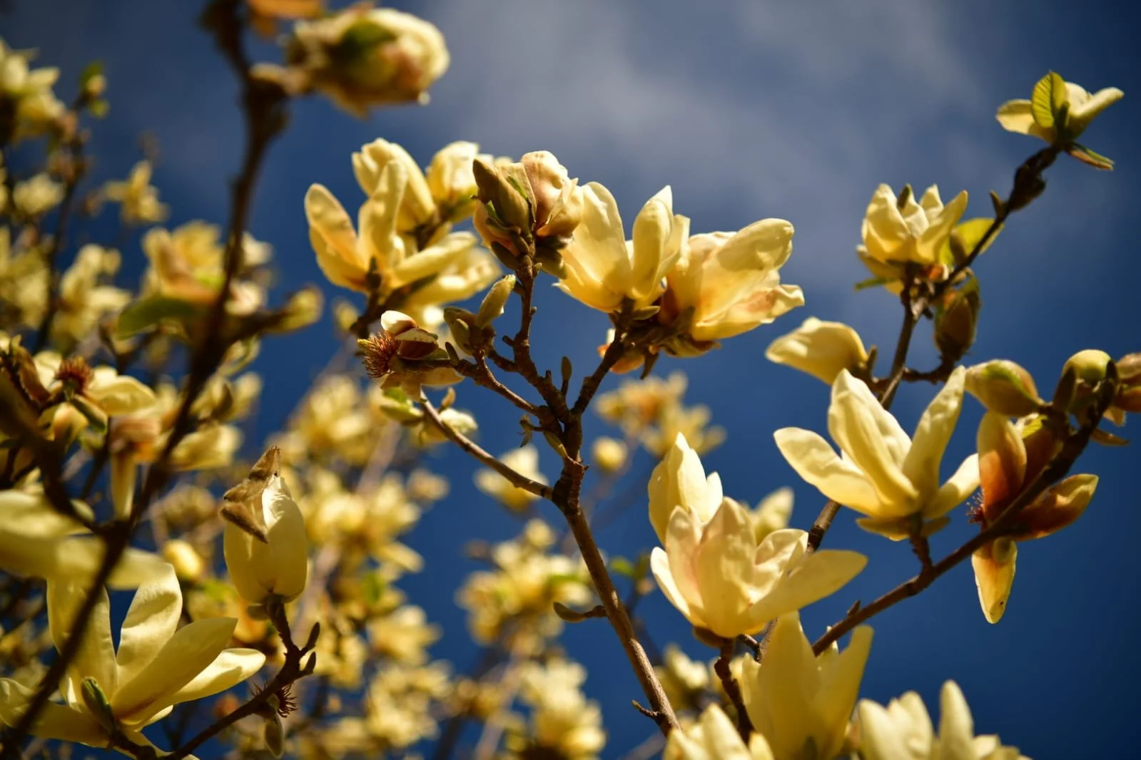 WhatsApp Image 2022-04-09 at 10.41.10 AM.jpeg