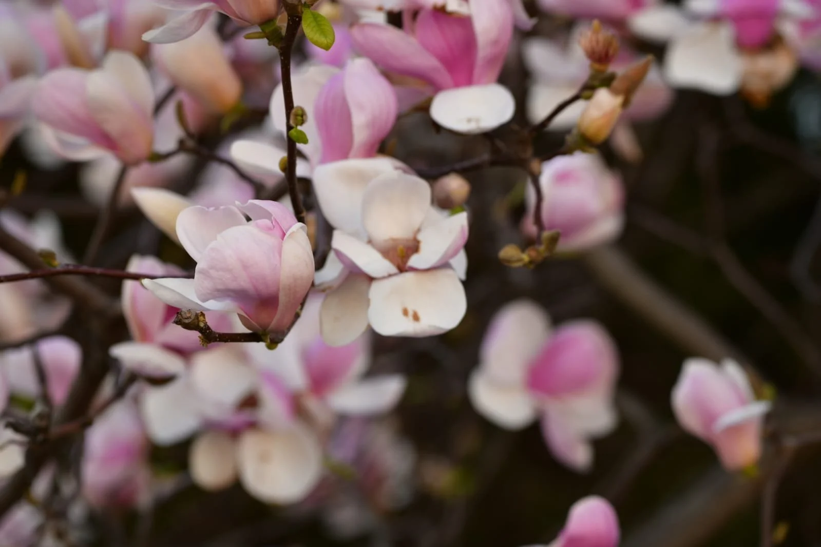 WhatsApp Image 2022-04-09 at 10.41.14 AM (1).jpeg