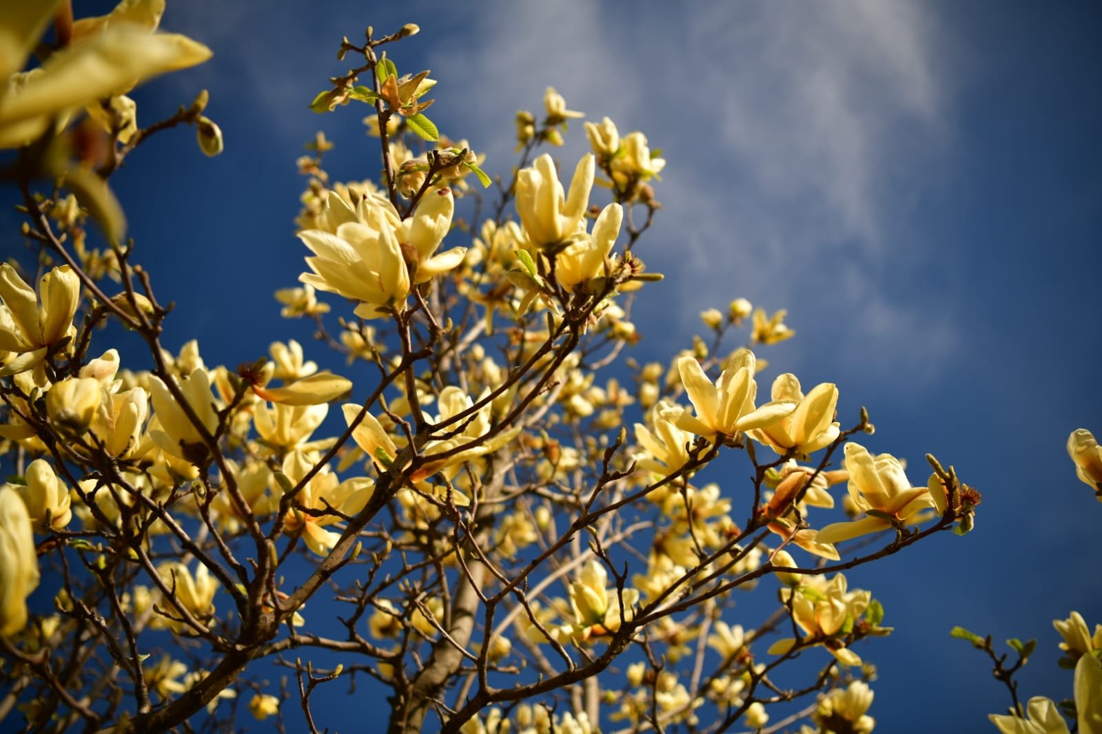 WhatsApp Image 2022-04-09 at 10.41.15 AM (2).jpeg