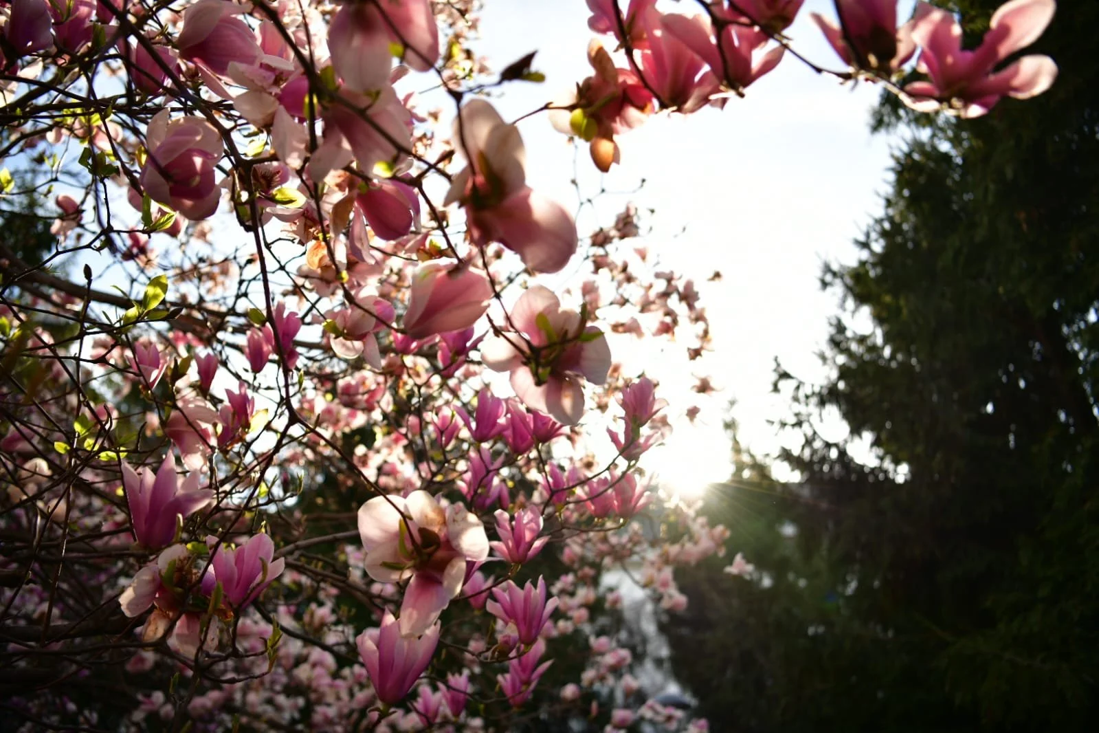 WhatsApp Image 2022-04-09 at 10.41.17 AM.jpeg