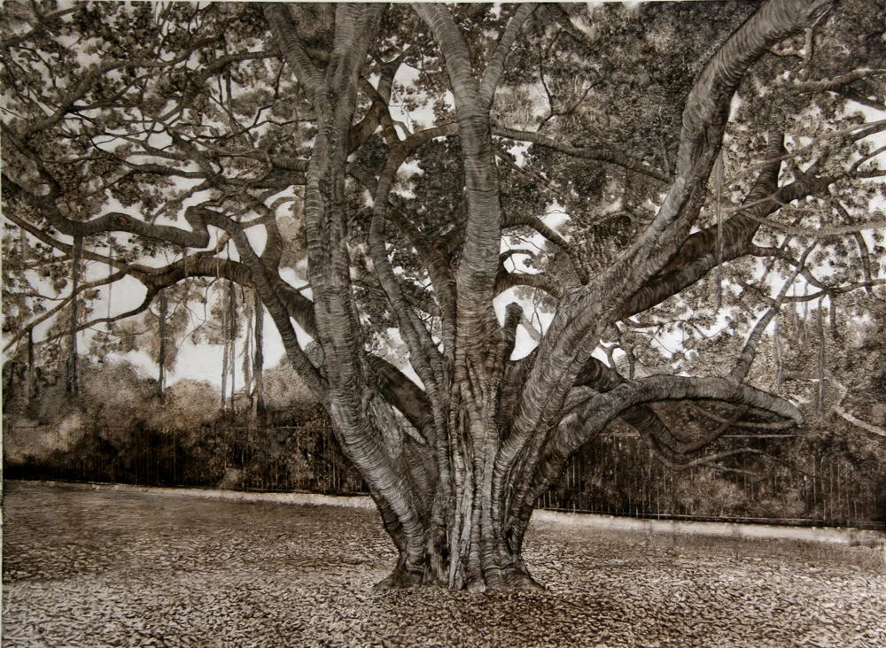 Rusty Fig with Hanging Tendrils, 2006. Oil on paper. 94cm x 124cm.