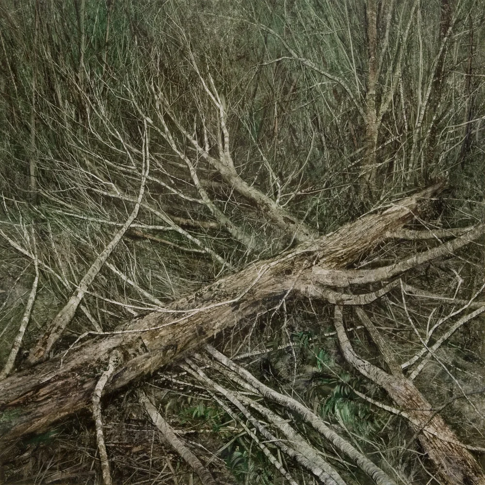 Dead Pine Forest Collapse, 2008. Oil on canvas. 100cm x 100cm.