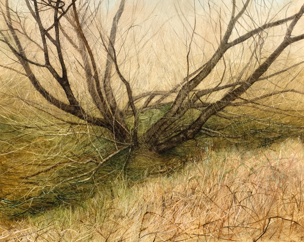 Winter Willow II, 2011. Oil on canvas. 120cm x 150cm.