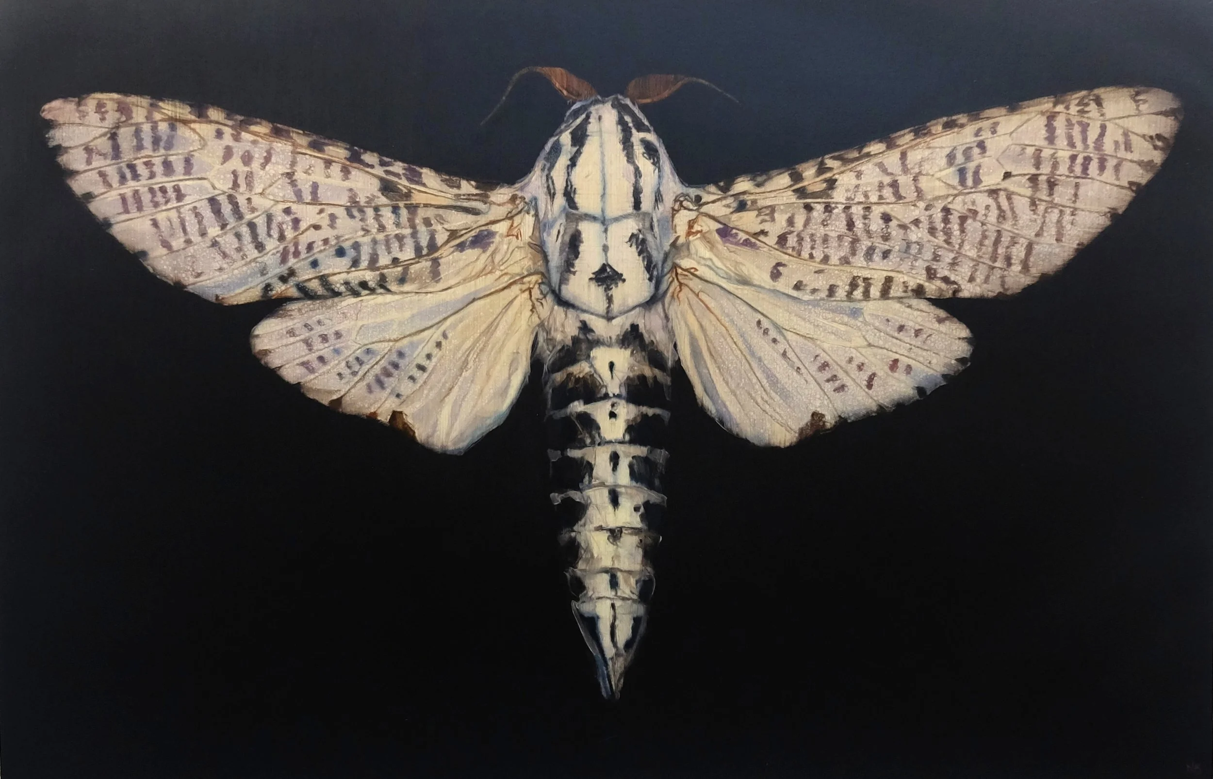 Moth VIII, oil on paper, 65cmx100cm,2021