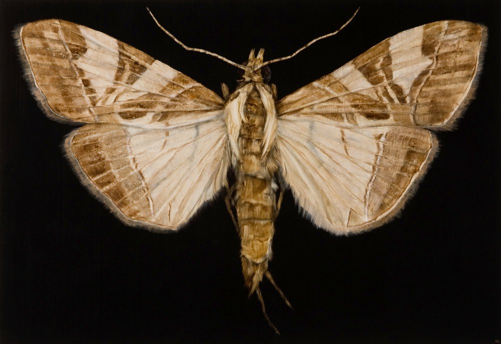 Moth VII, 73cmx105cm,oil on paper, 2014