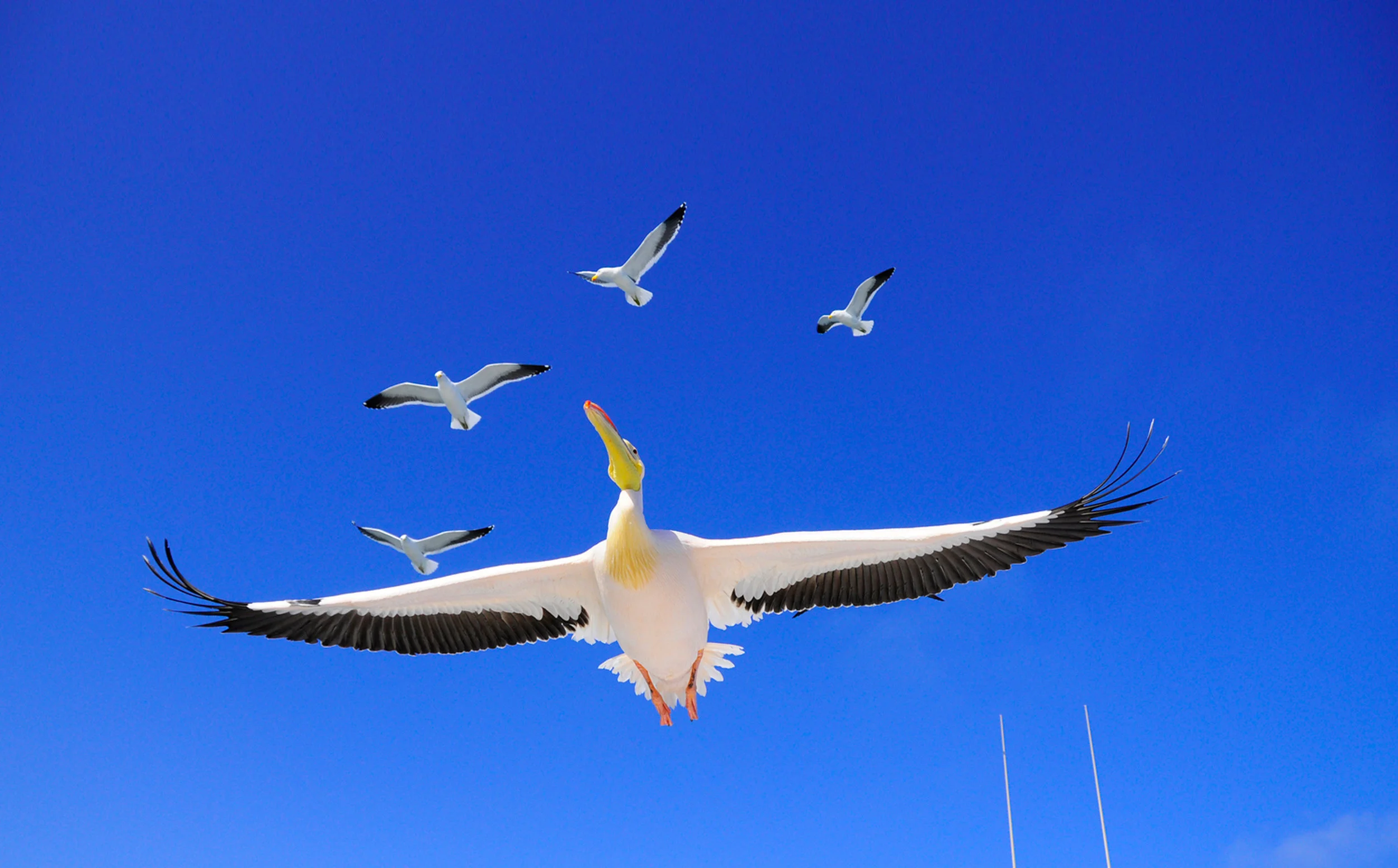 Pelican.jpg