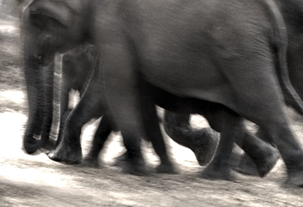 wildlife 2 copy.jpg