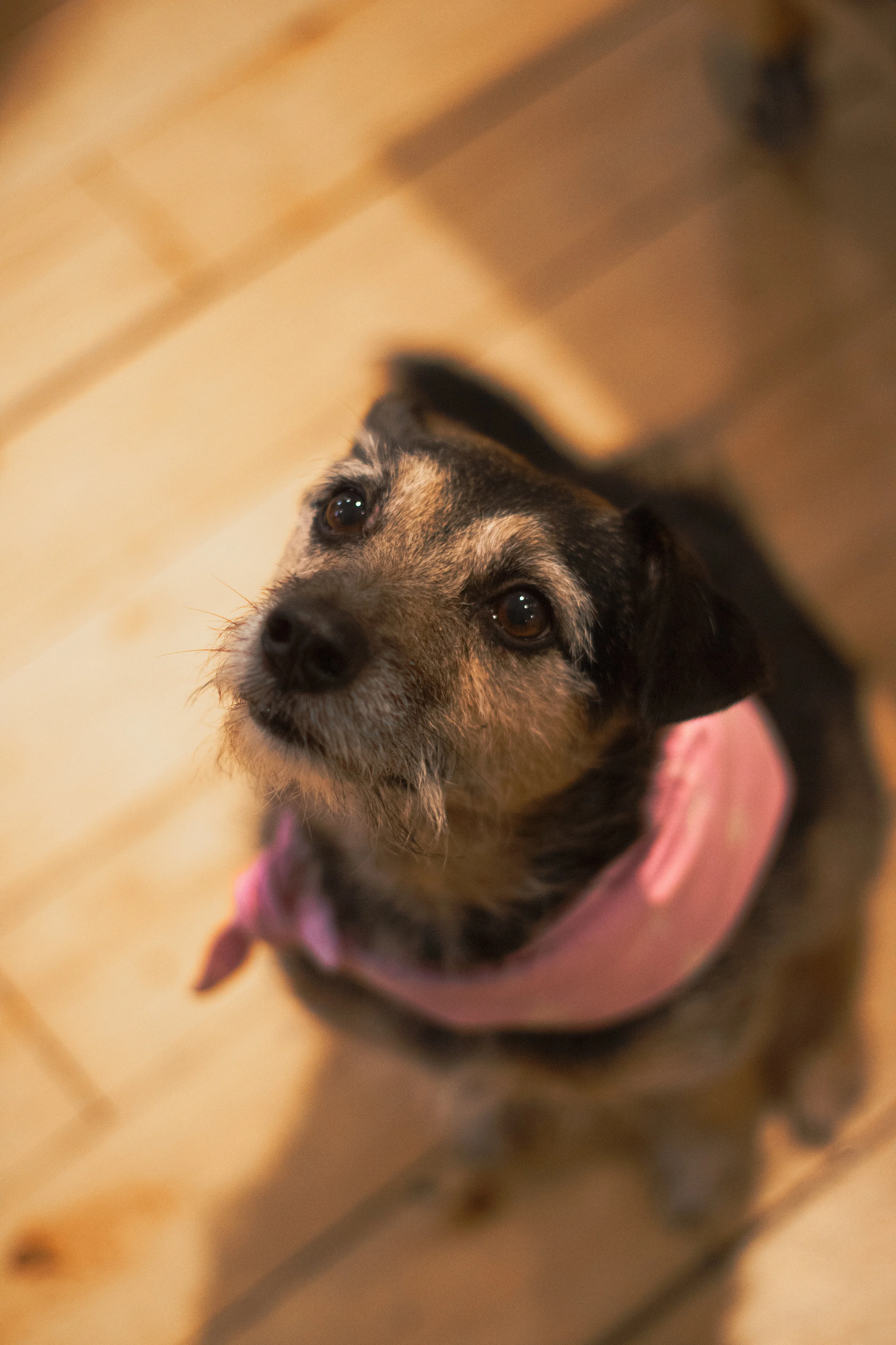 Jess - Scott’s favourite stone setting buddy. Photo by Aglaé