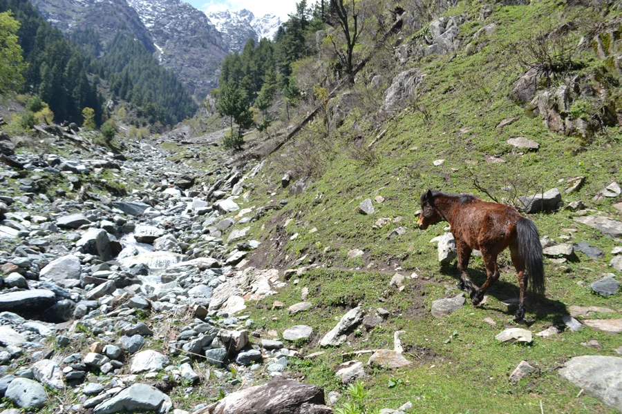 DSC_0266.jpg