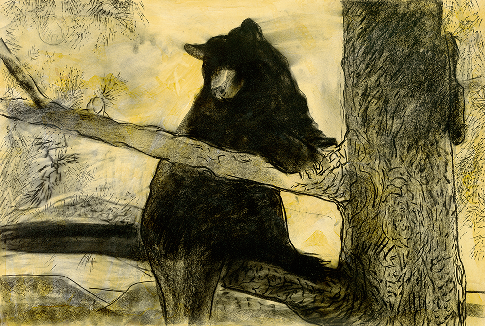 Treed Bear 30 x 44