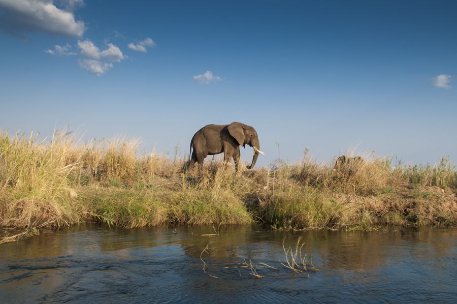 African bush elephant (Loxodonta africana)