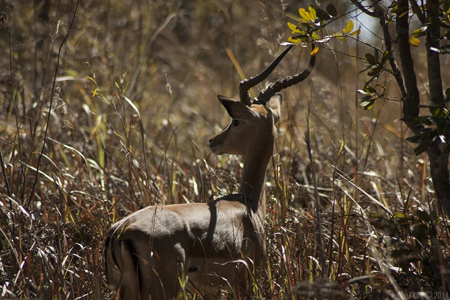 Impala (Aepyceros melampus)