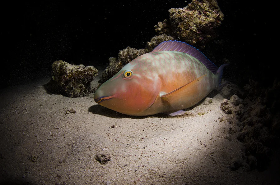 Sleeping Parrotfish