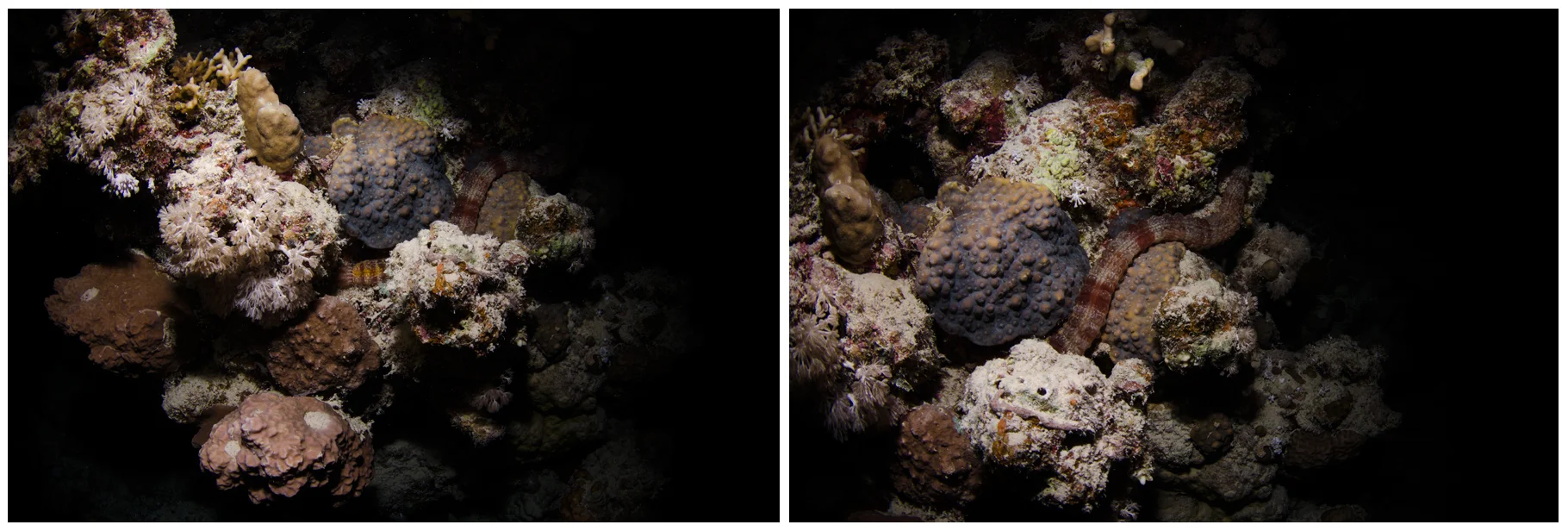 Sea Cucumber