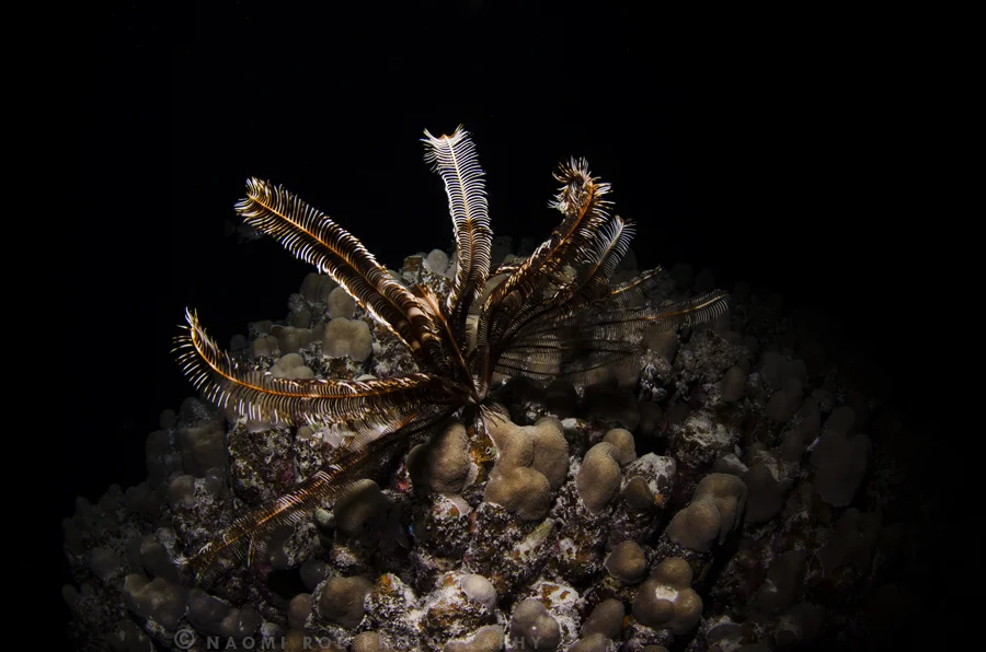 Klunzinger's Feather Star (Lamprometra klunzingeri)