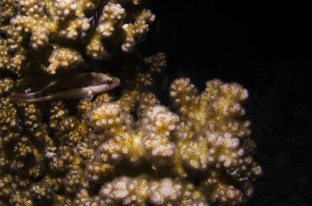 Sleeping Fish