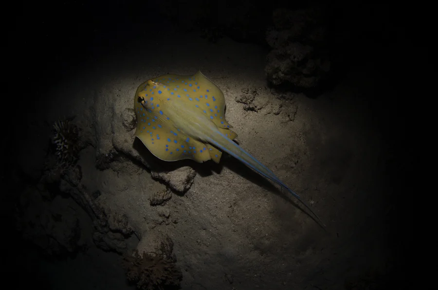 Bluespotted Ribbontail Ray (Taeniura lymma)