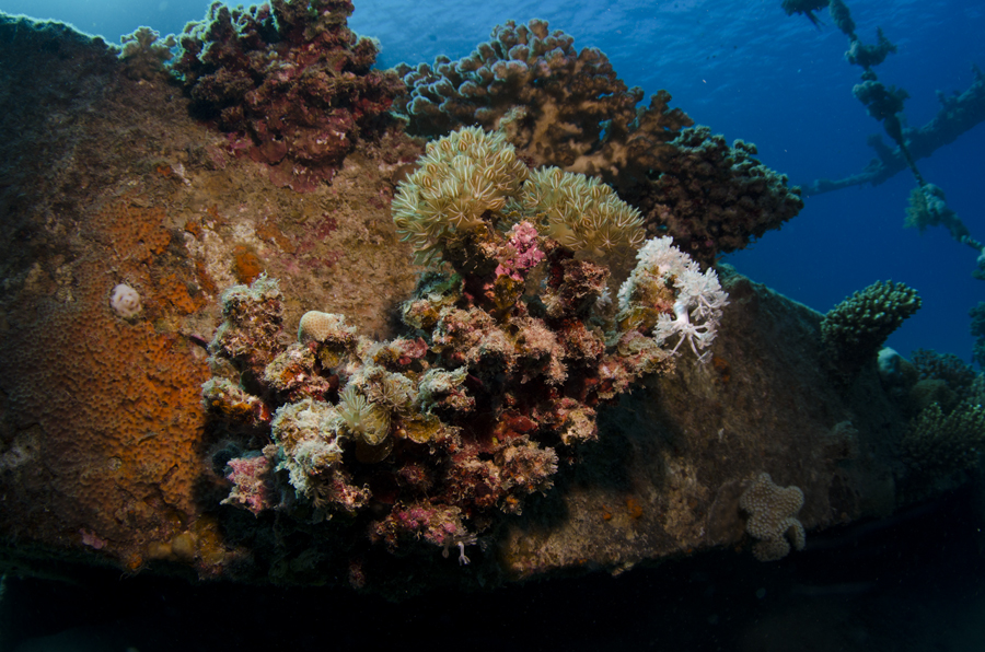 Coral on a shipwreck