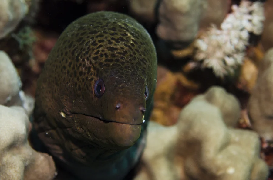 Giant Moray (Gymnothorax javanicus)