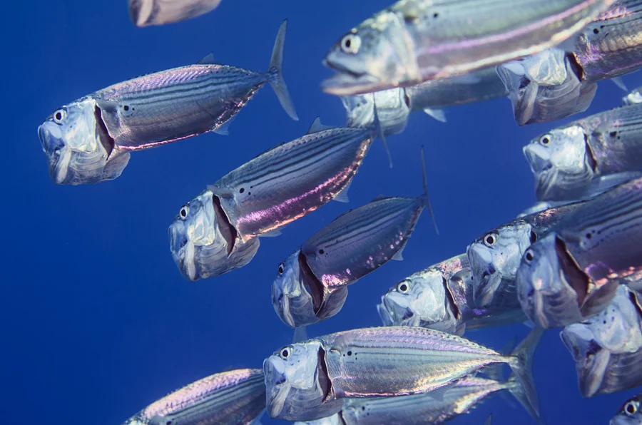 Indian Mackerel (Rastrelliger kanagurta) 
