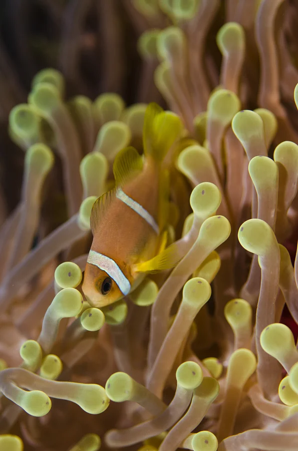 Red Sea Clownfish (Amphiprion bicinctus)