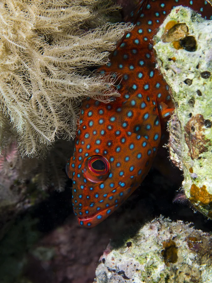 Miniata Grouper (Cephalopholis miniatus)