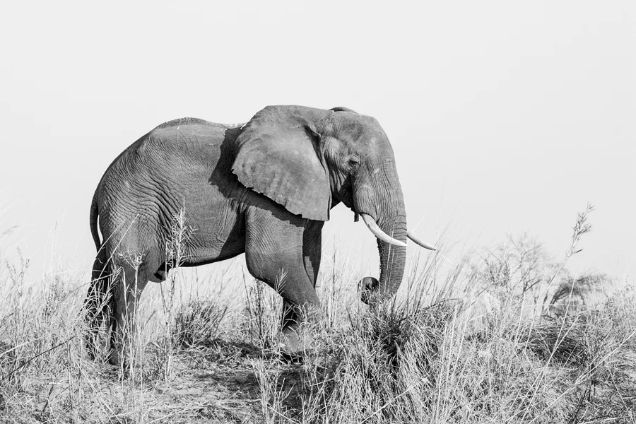 African bush elephant (Loxodonta africana)