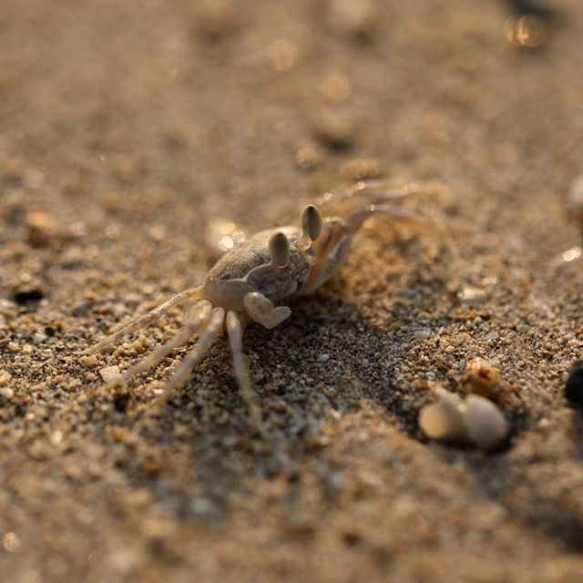 🦀 These crabs were so quick. Their camouflage is on point too. They are surprisingly hard to see. Another shot from Wandoor Beach. Honestly guys, this beach is so freaking beautiful. Definitely worth a wee visit especially if you love a good sunset 