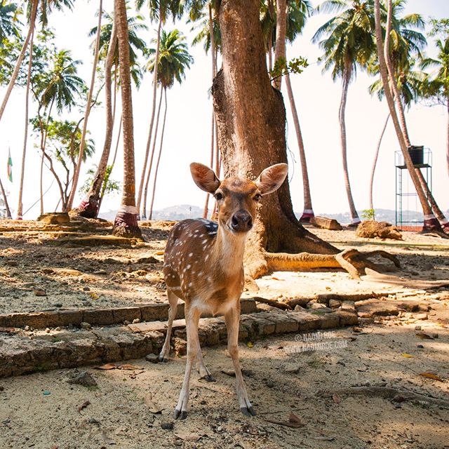 🦌 Found this wee spotted deer (Axis axis) on Ross Island (officially known as Netaji Subhas Chandra Bose Island).⁣
⁣
-⁣
⁣
Spotted deer are known by a few names: Chital/Cheetal or Axis Deer. They were introduced to the islands by the britishers in th