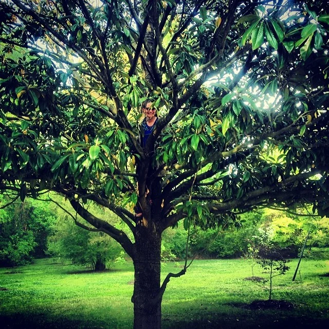 tree.jpg