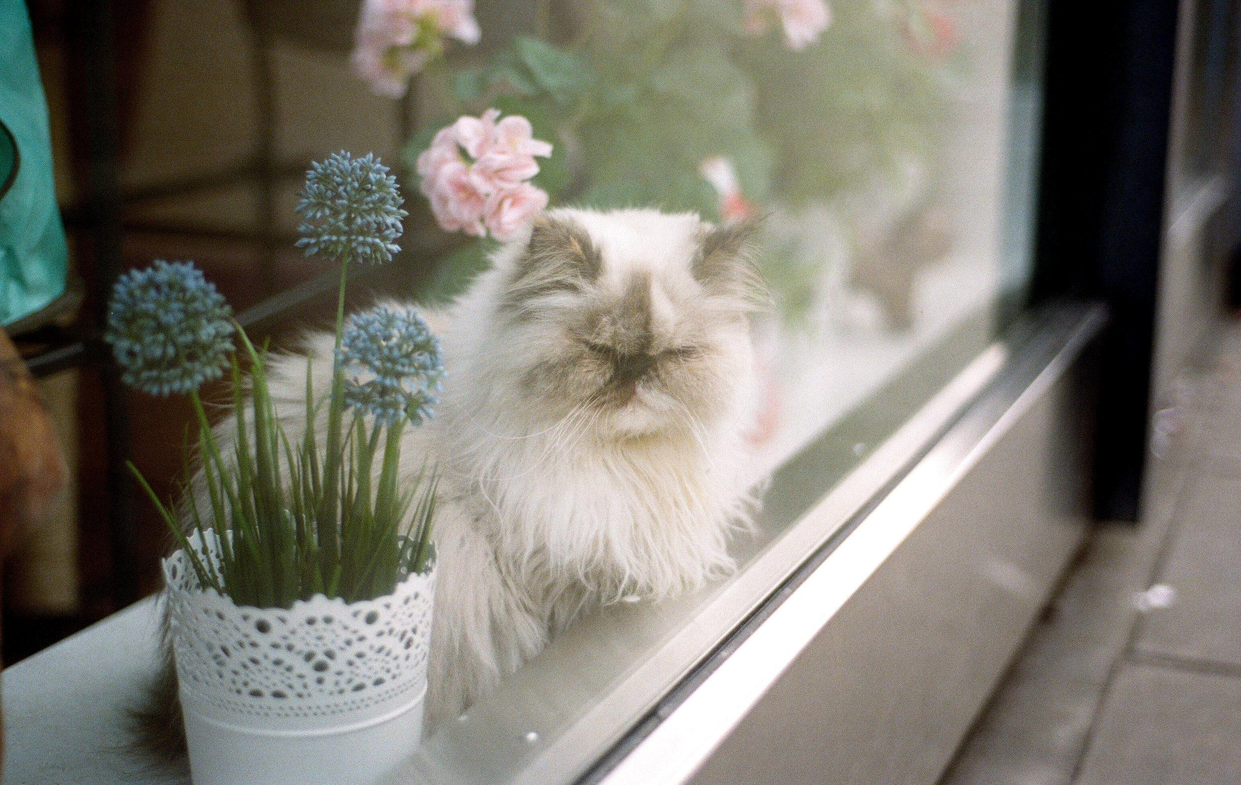 Kitty Café, Nottingham