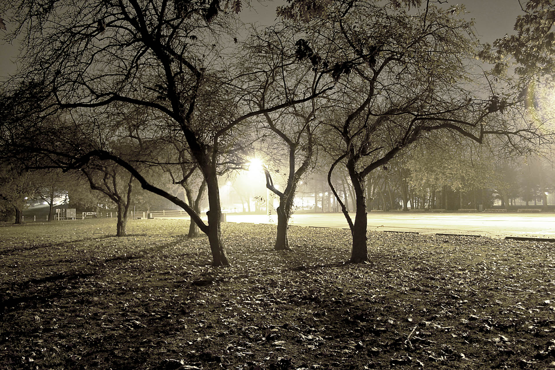 20031101-Tree's by Casting pound-001.jpg
