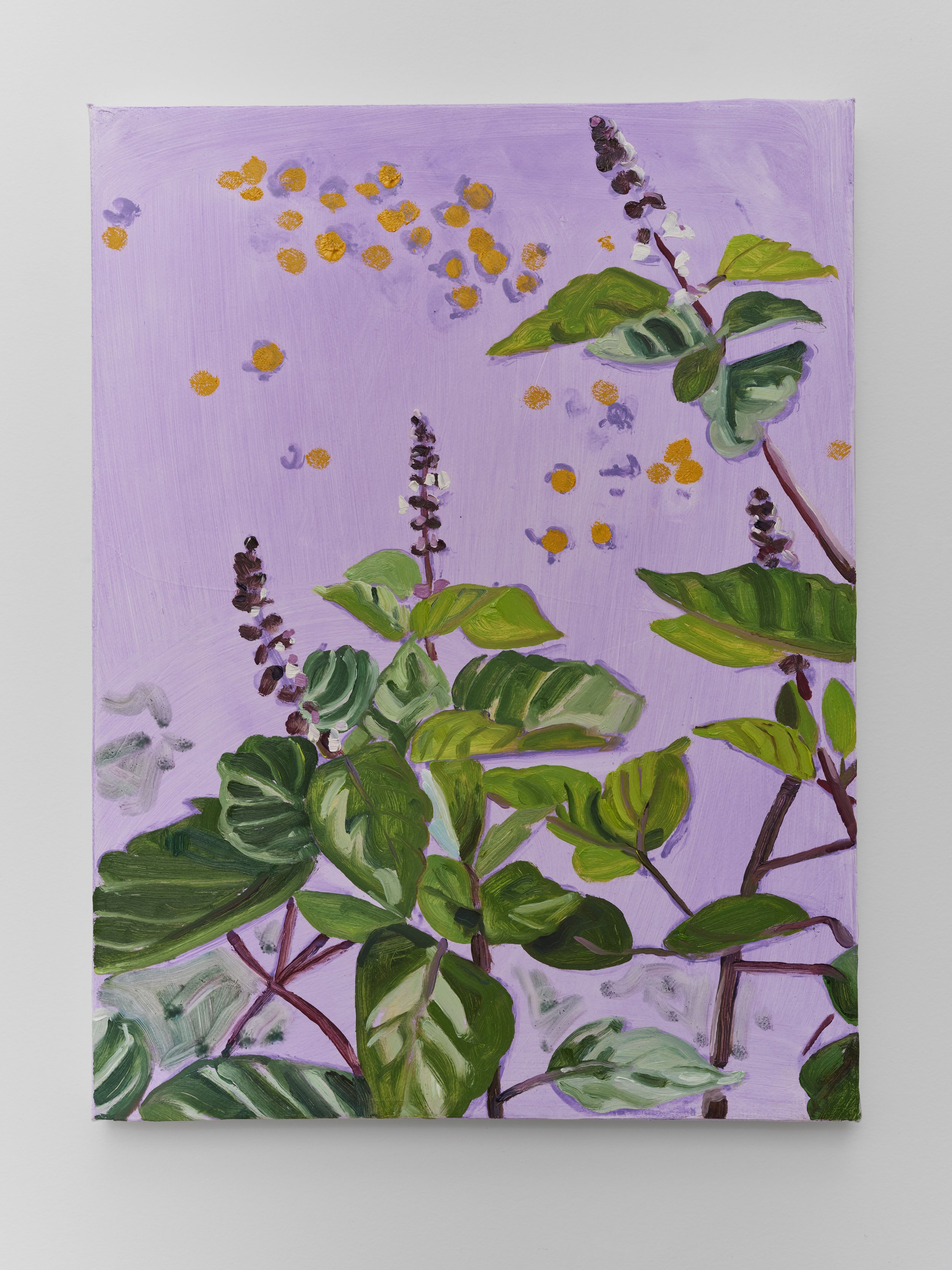 Holy Basil, 2024