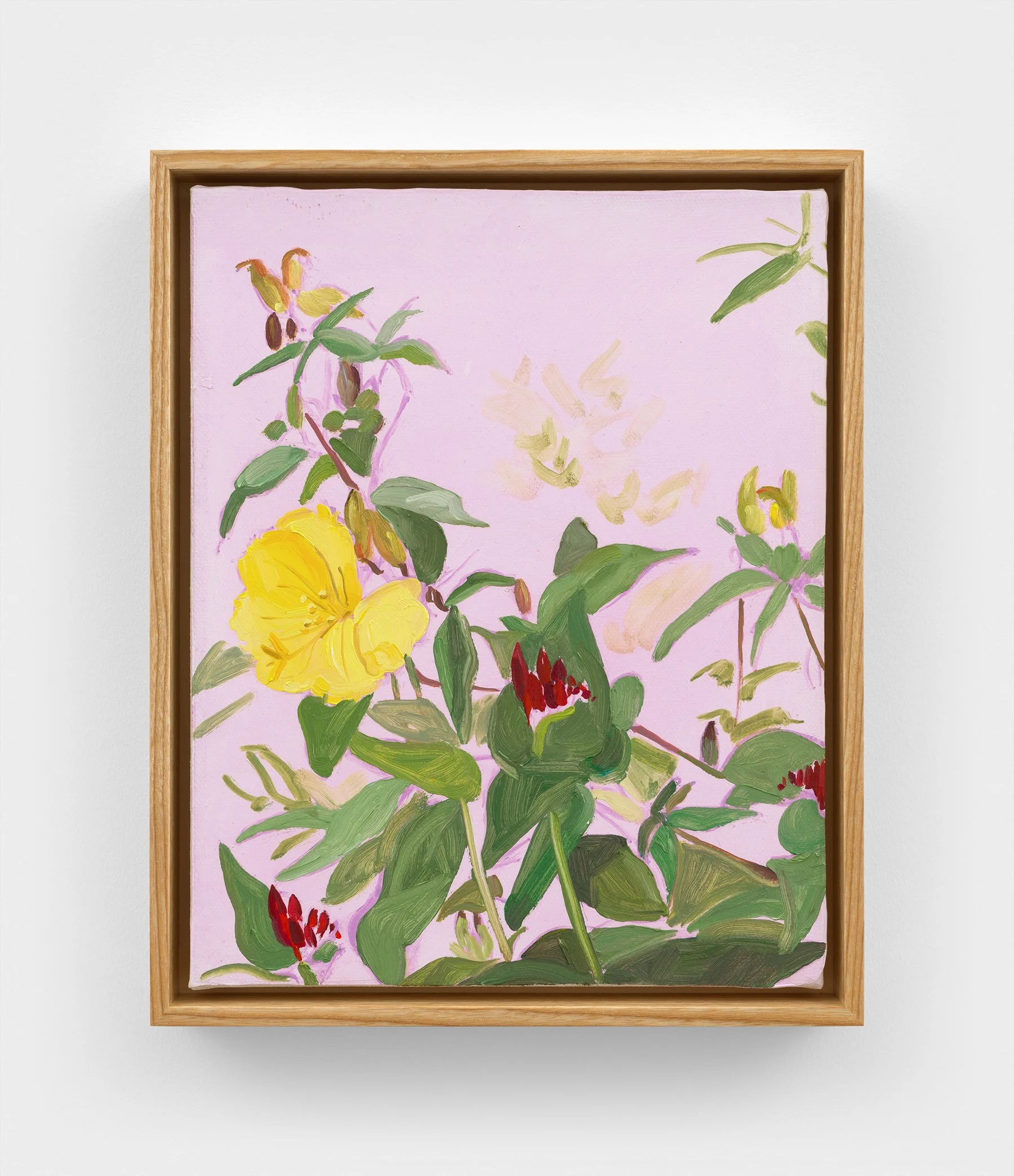 Evening Primrose, 2024