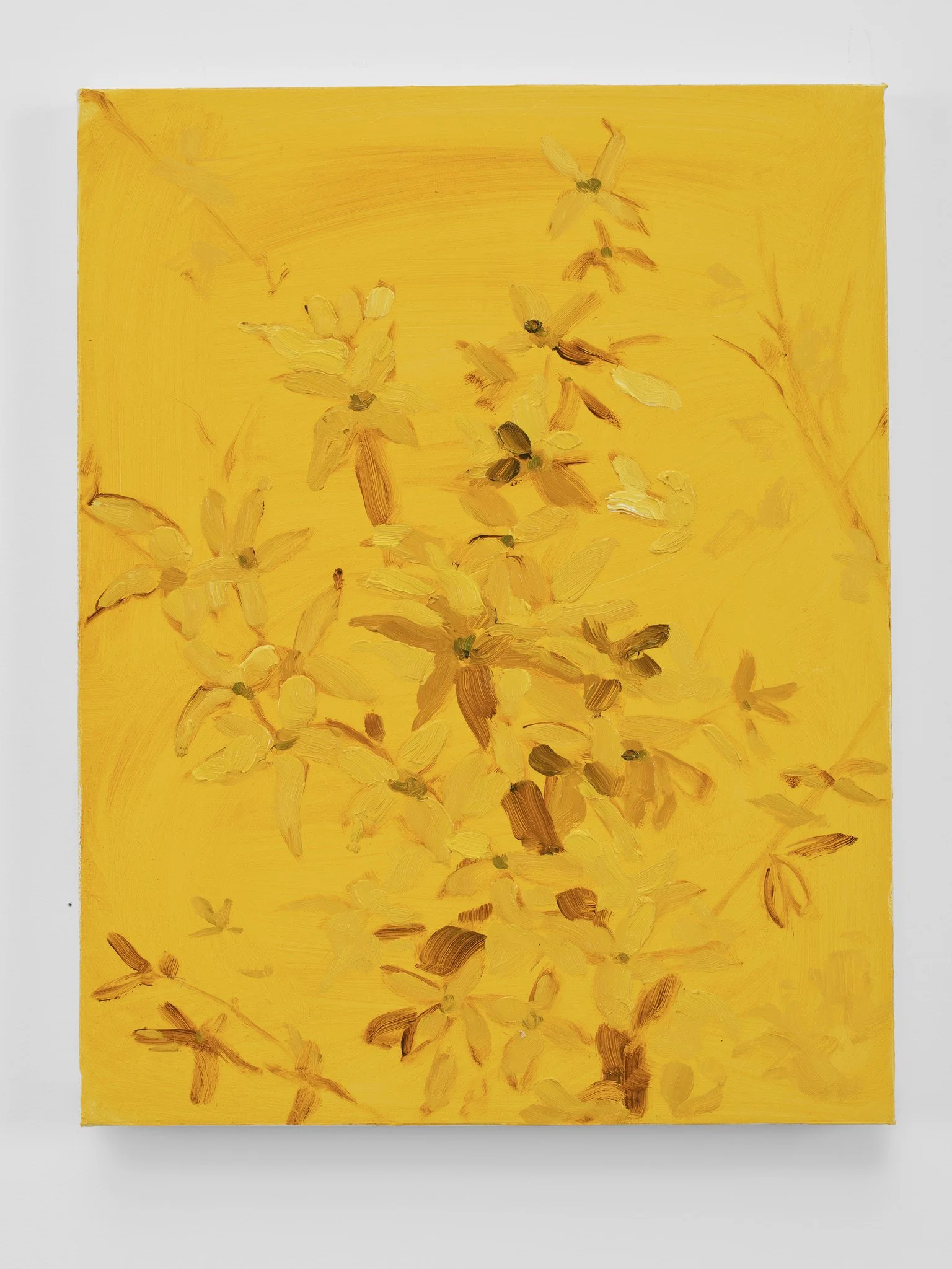 Forsythia, 2026