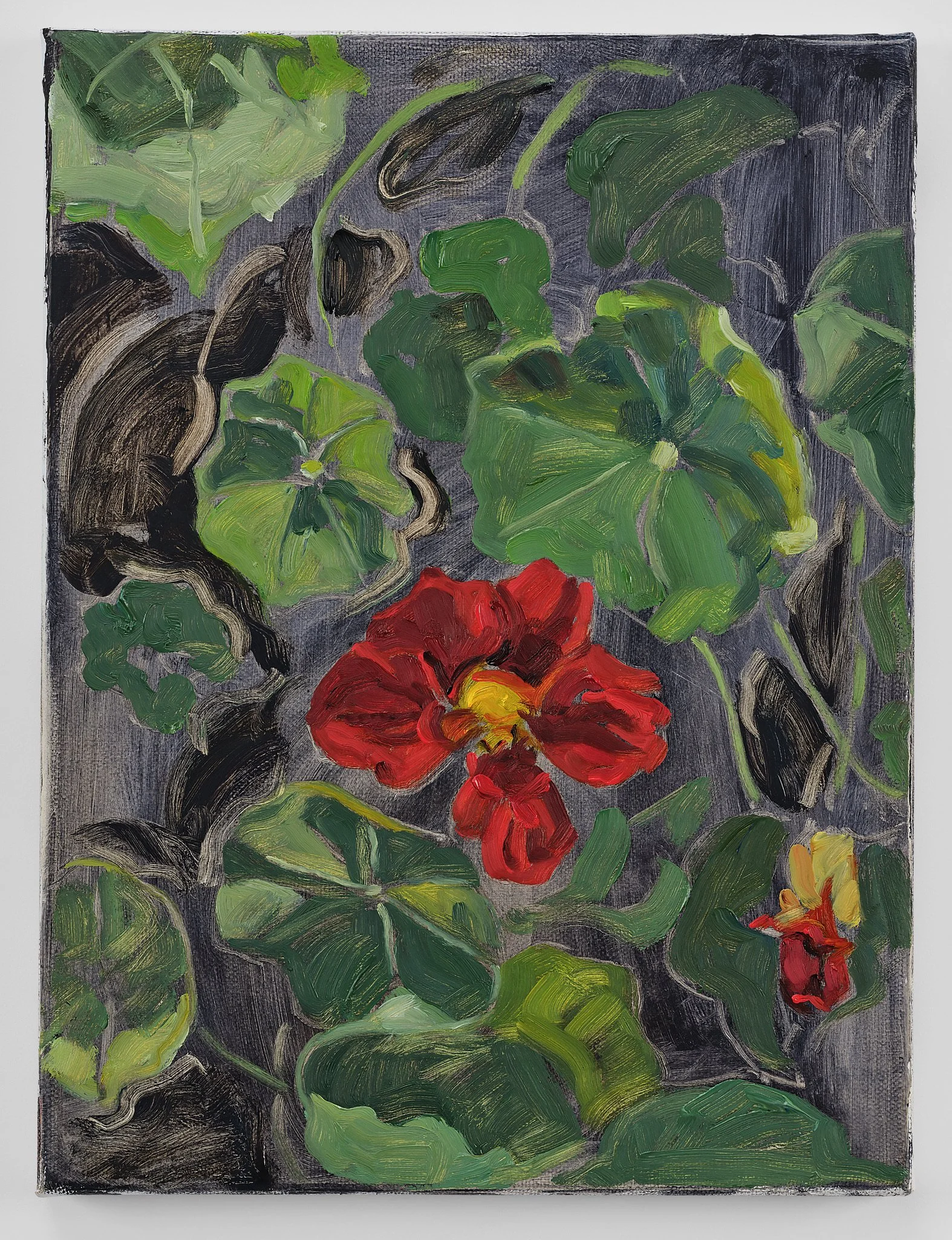 Midnight Nasturtium, 2026