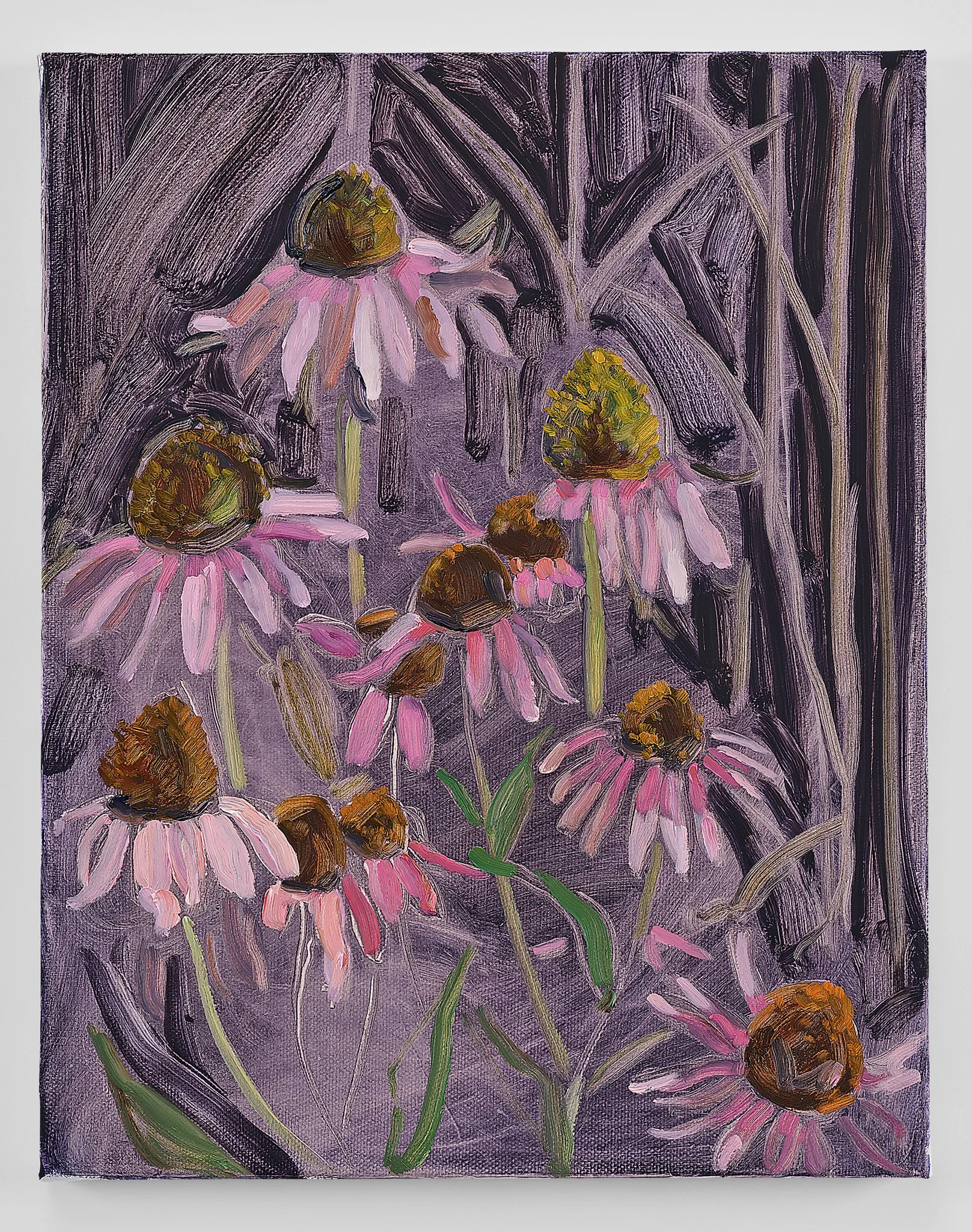 Purple Cornflower, 2026