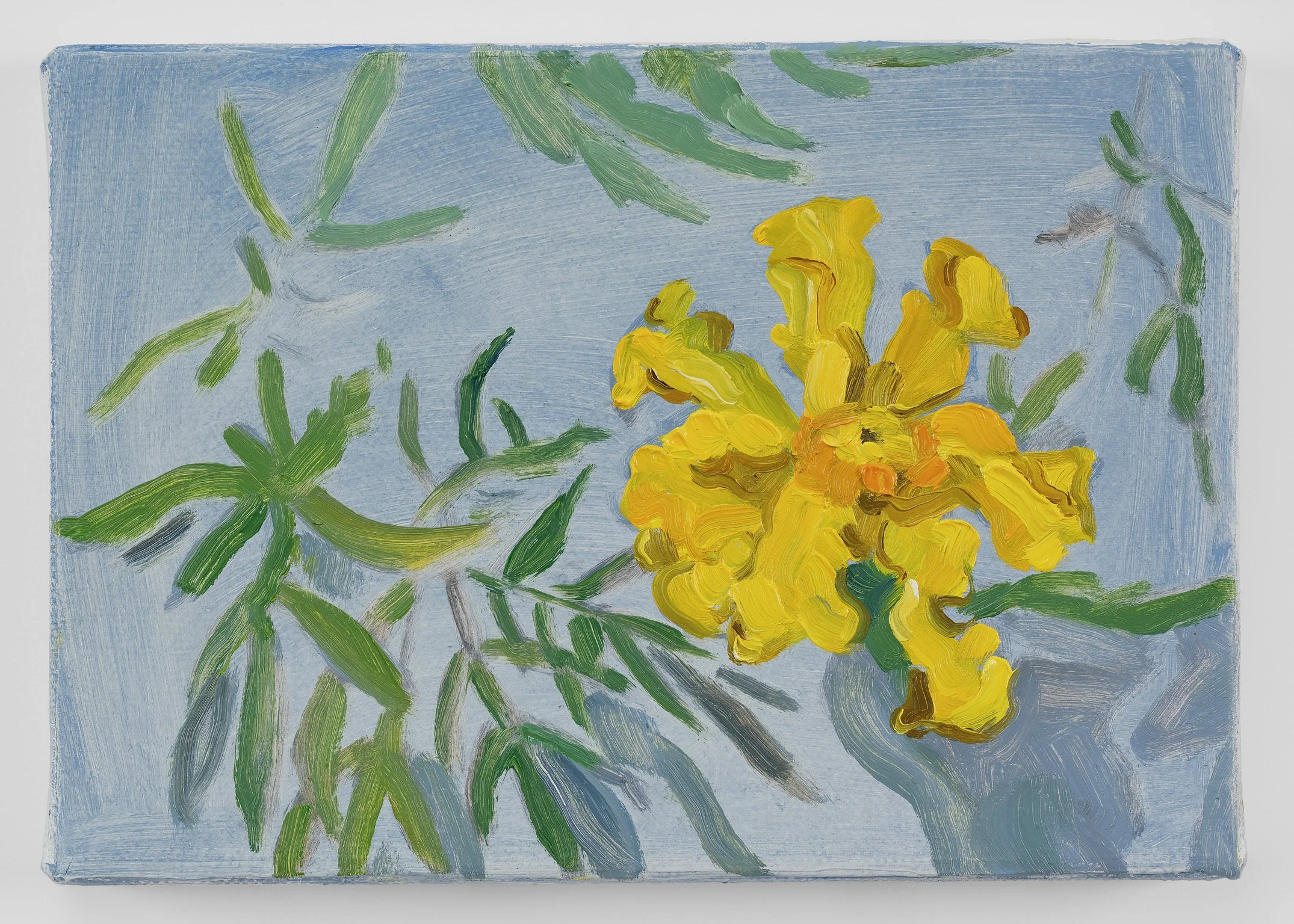 Sun Marigold, 2026
