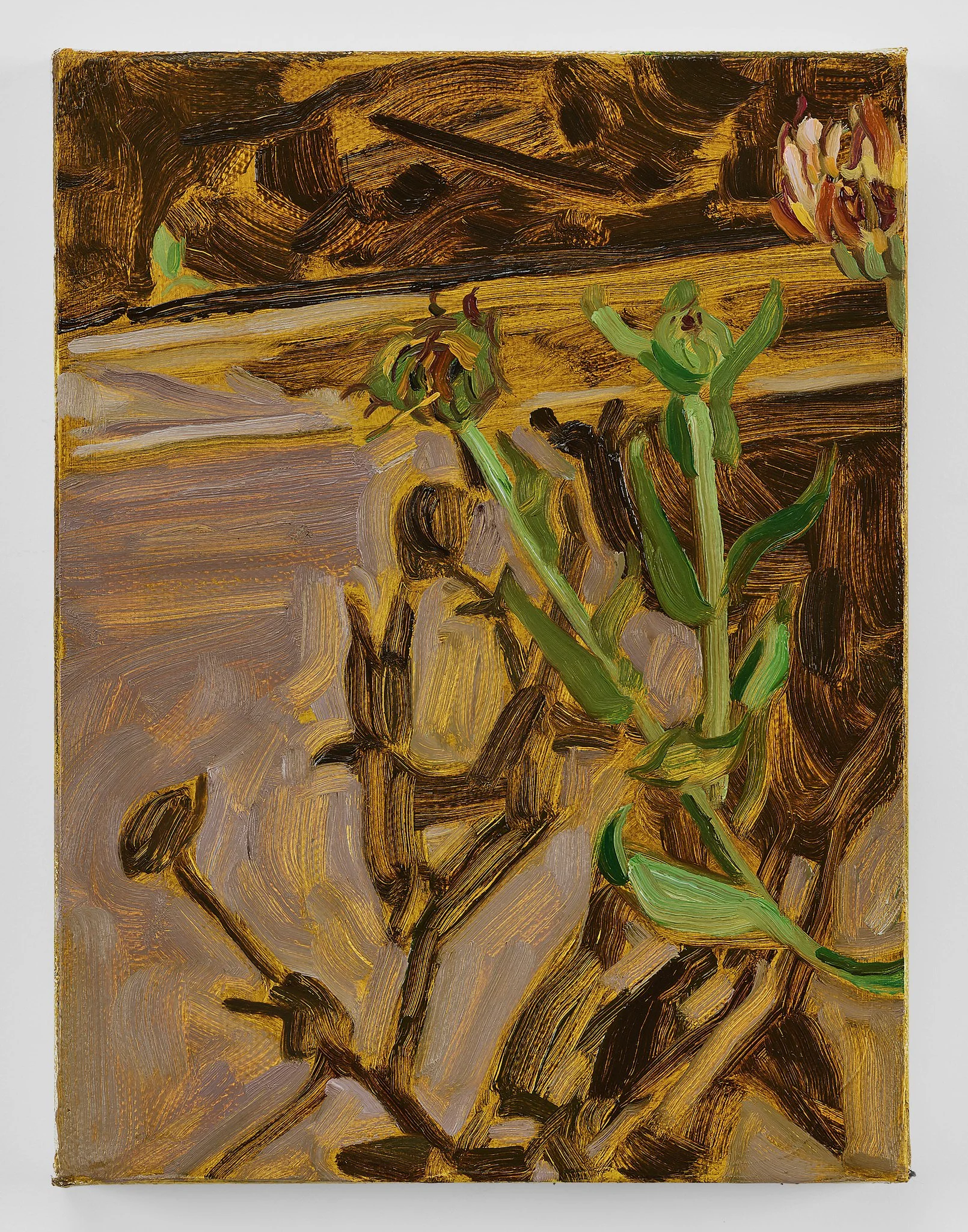 Calendula Shadow, 2026