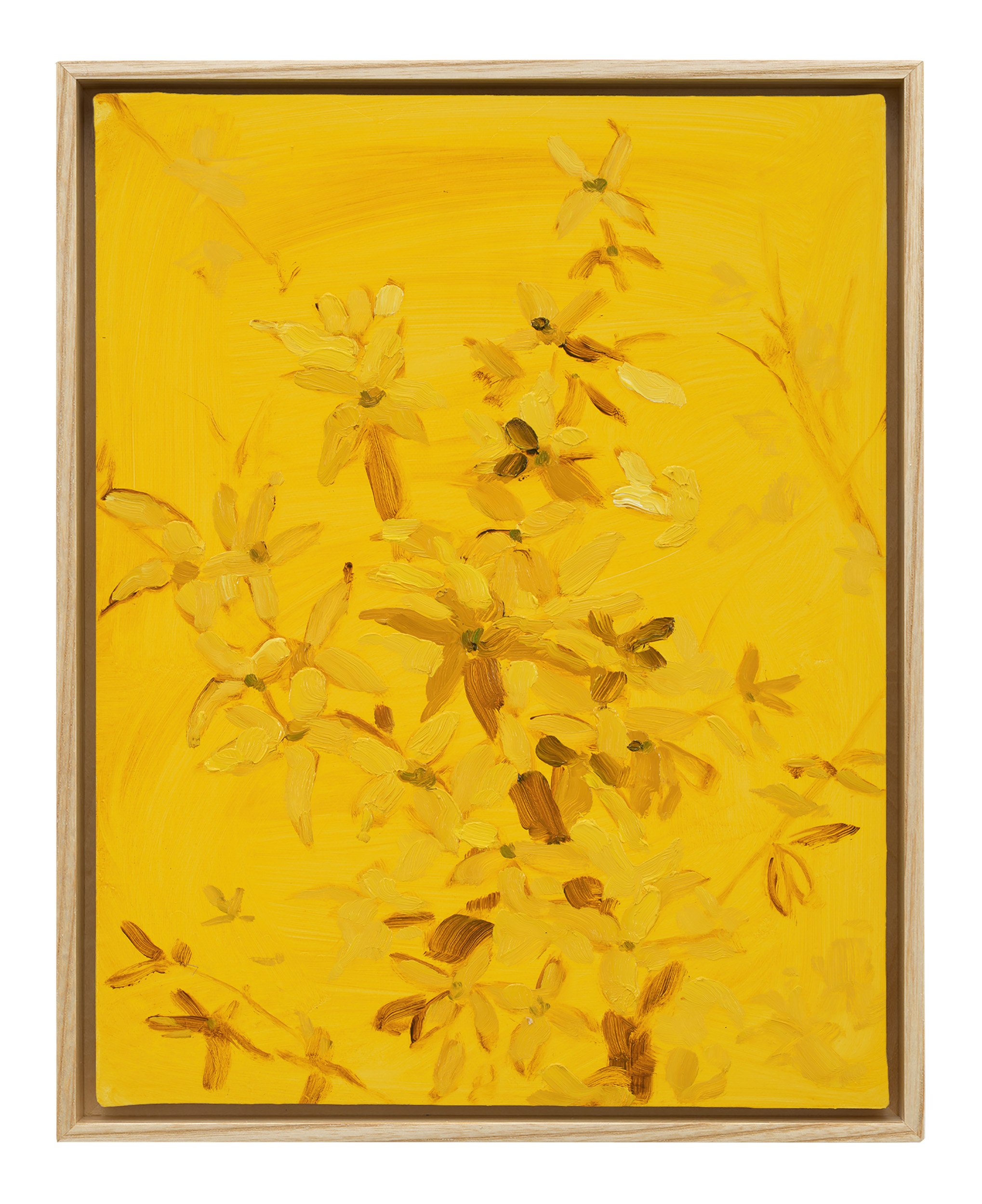 Forsythia, 2026