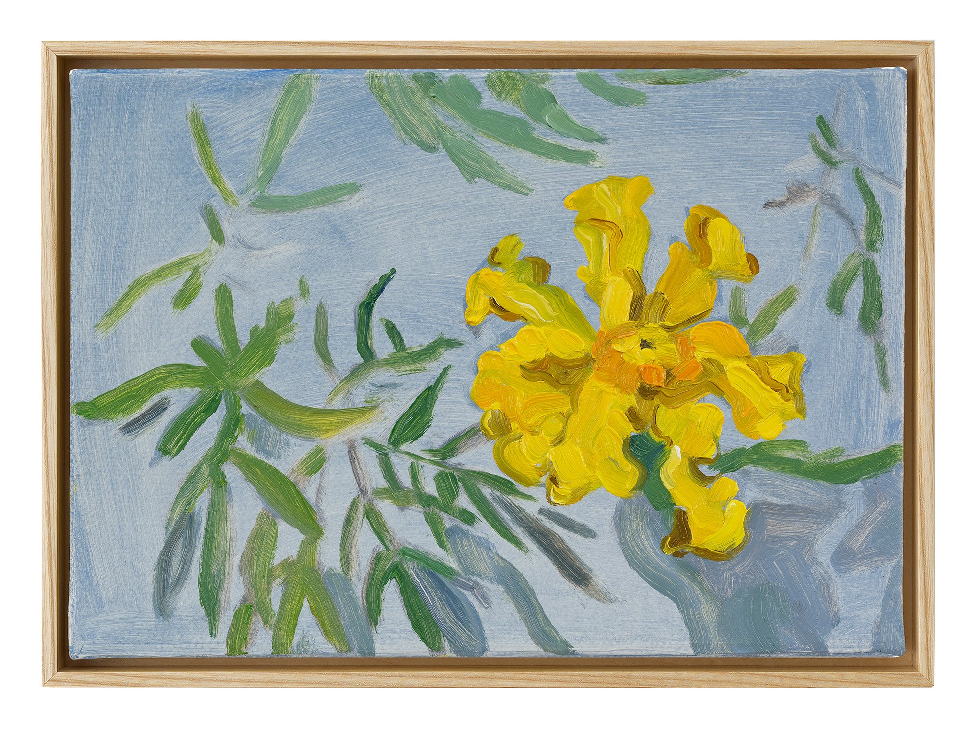 Sun Marigold, 2026