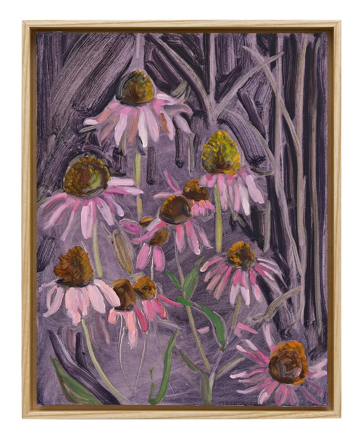 Purple Cornflower, 2026